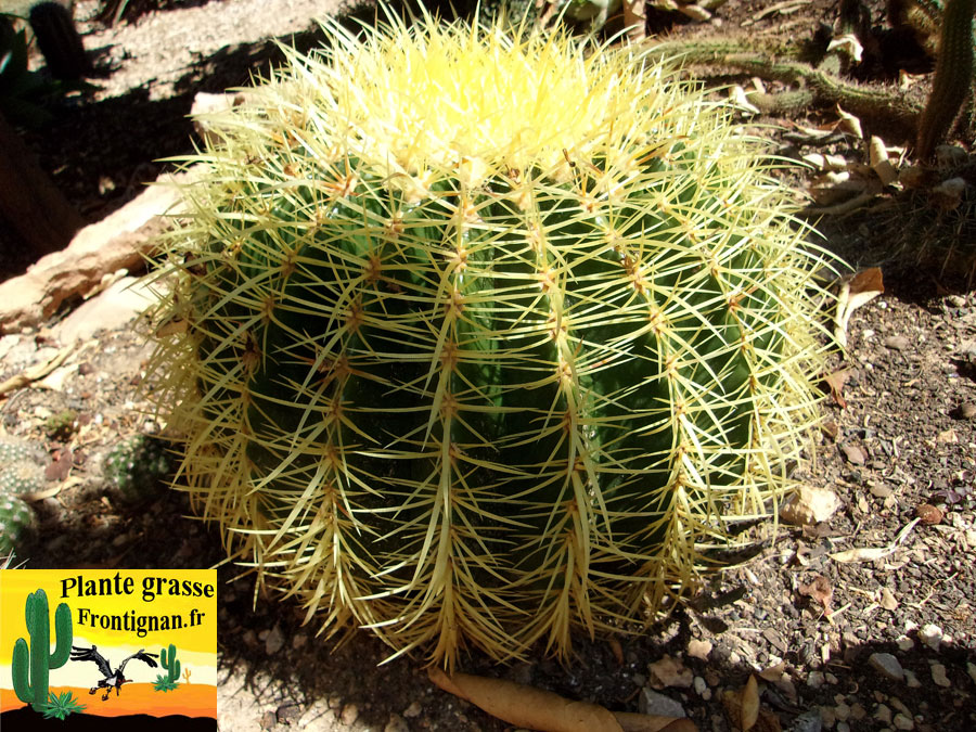 Echinocactus grusonii